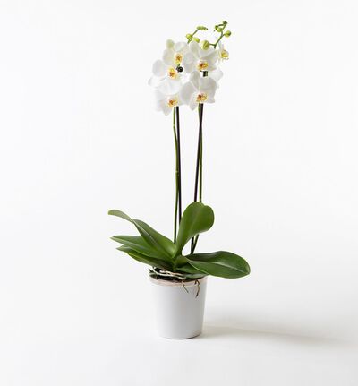 Hvit orkidé i hvit potte